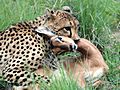 Cheetah with impala