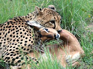Cheetah with impala