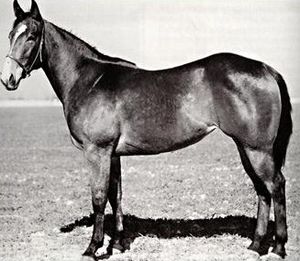 Black and white side view of a dark colored horse, with its haltered head turned slightly towards the camera to show a white spot on its forehead