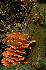 Chicken of the woods Fungus JEG7298 Jegan