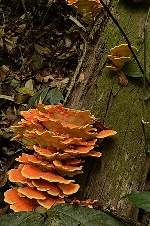 Chicken of the woods Fungus JEG7298 Jegan