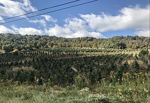 Christmas tree farm in Alleghany County, North Carolina
