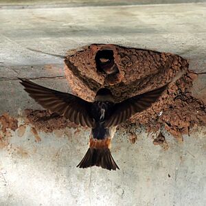 Cliff Swallow (5946633586)