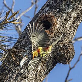 Collared aracari (Pteroglossus torquatus torquatus) leaving nest Los Tarrales