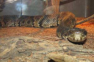 Cottonmouth image 001