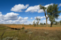 Cottonwood Creek Bridge (2016) - Fallon County, Montana