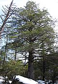 Cupressus arizonica tree Chiricahua.jpg