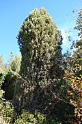 Cupressus gigantea - Quarryhill Botanical Garden - DSC03577.JPG