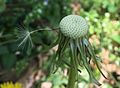 Dandelion seedhead with only a single seed still attached