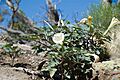 Datura wrightii