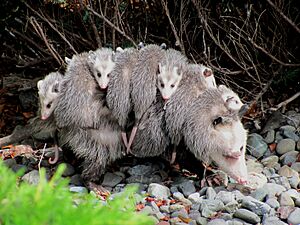 Didelphis virginiana with young