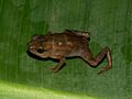 Didynamipus sjostedti01
