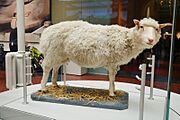 Dolly the Sheep National Museum of Scotland