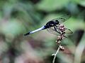 Dragon Fly (Orthetrum triangulare) (7976467260)