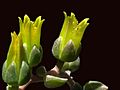 Dudleya gnoma flowers 1