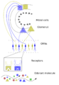 Early Olfactory System