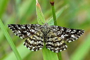 Ematurga.atomaria.female
