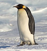 Emperor Penguin Manchot empereur