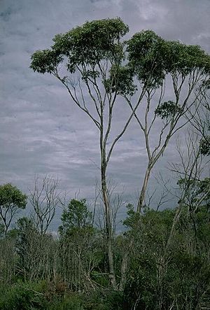Eucalyptus uncinata.jpg