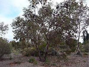 Eucalyptus youngiana.jpg
