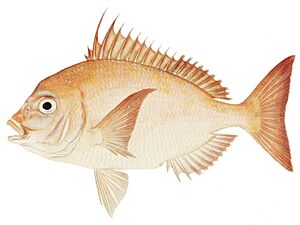 Threadfin porgy Facts for Kids