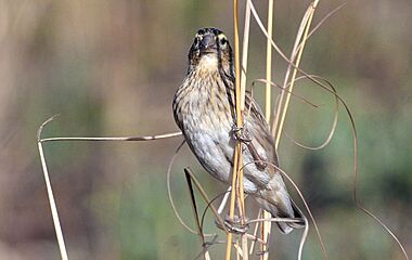 Female Long-tailed Widowbird