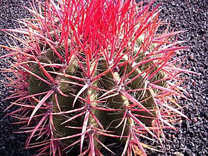 Ferocactus haematacanthus 2.jpg