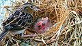 Florida grasshopper sparrow and chicks FWS