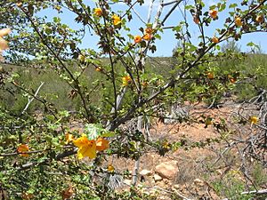 Fremontodendron mexicanum (8713879683).jpg