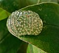 GT Caddis Fly Egg Mass on leaf