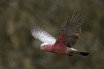 Galah (Eolophus roseicapilla) female in flight Mount Pleasant