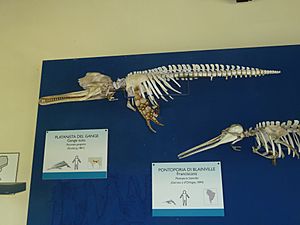 Ganges river dolphin skeleton
