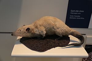 Giant otter shrew (Potamogale velox), Natural History Museum, London, Mammals Gallery