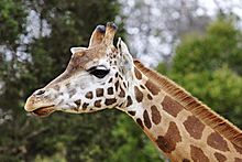 Giraffe08 - melbourne zoo