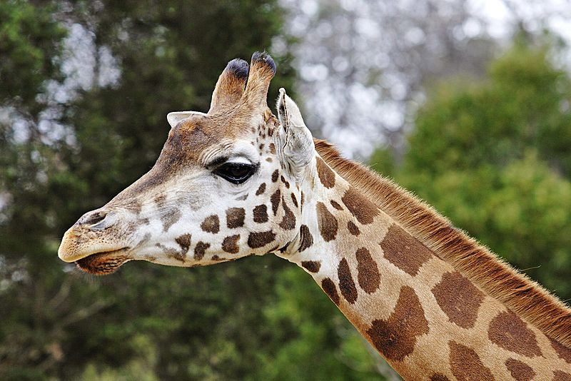 Giraffe08 - melbourne zoo