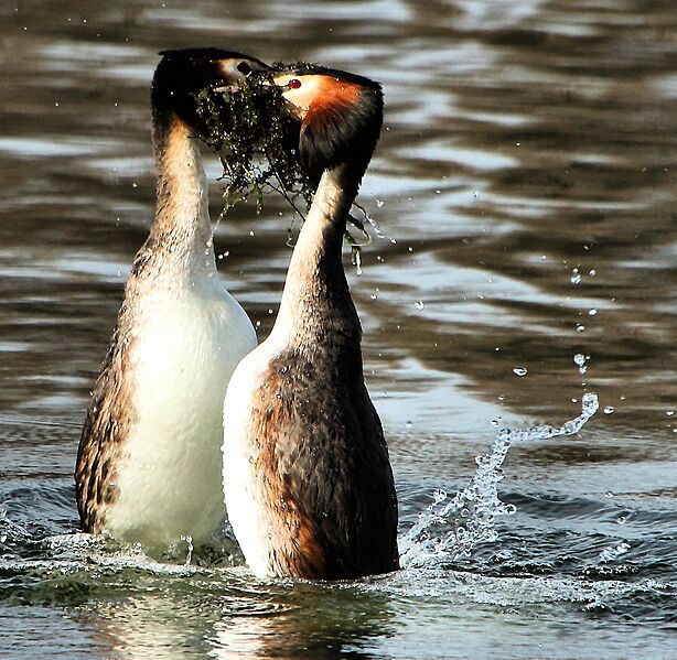 Grebe Courtship (detail)