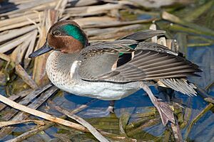 Green-winged Teal, Port Aransas, Texas.jpg
