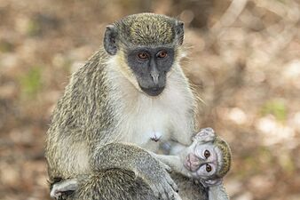 Female with baby, The Gambia