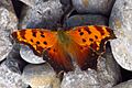 Grey Comma, PE Cty