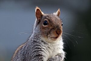 Grey squirrel (Sciurus carolinensis) 02