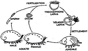 Haliotis cracherodii life cycle