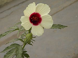 Hibiscus cannabinus 001 by Lalithamba