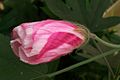 Hibiscus splendens