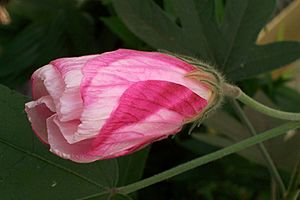 Hibiscus splendens