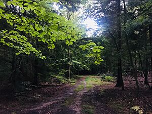 Hockeridge Woods 17 21 45 357000