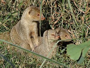 Indian Mongoose pups