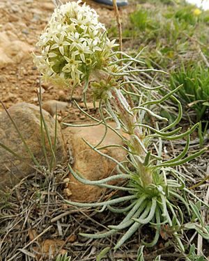 Ipomopsis spicata.jpg