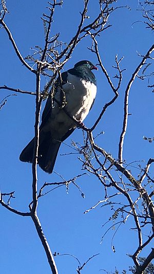 Kereru (New Zealand pigeon) at Shakespear Regional Park