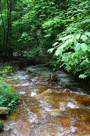 Lead Run looking downstream