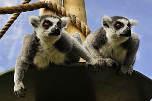 Lemurs at Drusillas Park.jpg